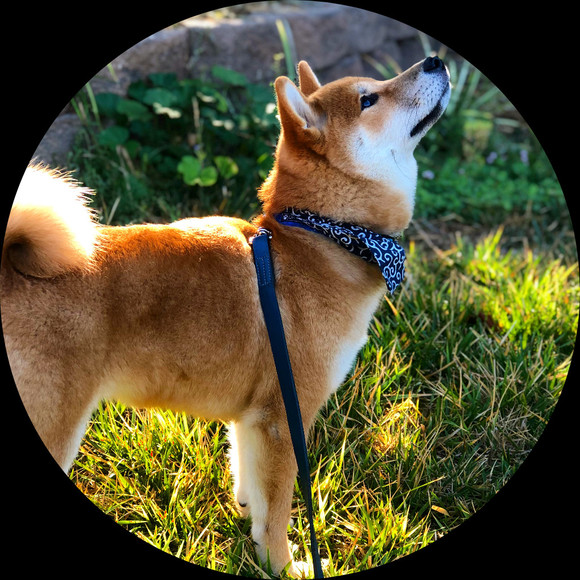 mochi_bella